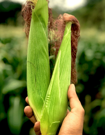 AGRO PRODUCTS & SUPPLIES