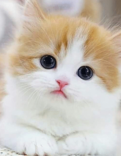 ANIMALS & PETS